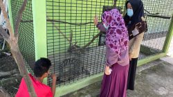 Buaya di Sungai Sapih Kuranji Berhasil Dievakuasi BKSDA Sumatera Barat