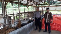 Cegah PMK Bhabinkamtibmas  Kelurahan Sogando Berikan Himbauan Kepada Para Peternak Sapi