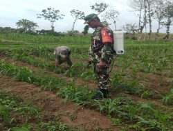 Dukung Ketahanan Pangan, Babinsa Koramil Panggungrejo Bantu Penyemprotan Tanaman Jagung Milik Warga Binaannya