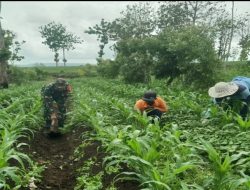 Dukung Ketahanan Pangan Di Wilayah Binaannya, Babinsa Koramil Panggungrejo Terjun Langsung Ke Lapangan