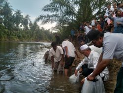 Pemkab Pasaman Barat Tebar 10.000 Bibit Ikan Di Pokmaswas Muda Karya Ujung Gading