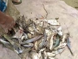Pasca Banjir Lumpur Di Sungai Tamiang, Masyarakat Panen Ikan dan Udang