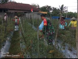 Sukseskan Swasembada Pangan, Sertu Tri Rosadi Bantu Panen Cabe Warganya