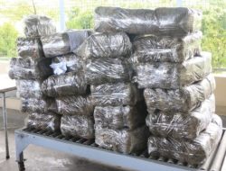 Ditresnarkoba Polda Sumbar Musnahkan Barang Bukti Tindak Pidana Narkotika Jenis Ganja sebanyak 263 Kg