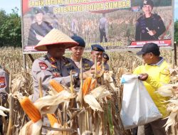 Dukung Ketahanan Pangan, Dansat Brimob Polda Sumbar Pimpin Panen Jagung Di Padang Tujuh