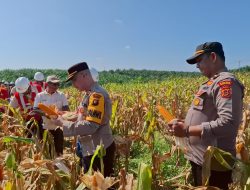 SIARAN PERS ITWASUM POLRI** **Program Gugus Tugas Ketahanan Pangan Polda Jambi Sukses Panen Jagung di 6 Polres