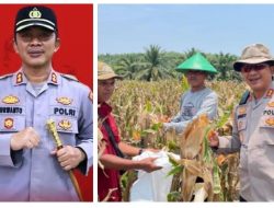 AKBP Purwanto Hari Subekti Turun Langsung Dampingi Petani di Panen Raya Jagung Dharmasraya