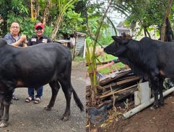 Anggota DPR-RI M. Nasir Djamil Bantu Sapi Meugang Untuk PWI Aceh