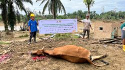 BAZNAS Kabupaten Bekasi Salurkan 8 Ekor Sapi Meugang untuk Warga Terdampak Banjir di Aceh Tamiang