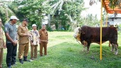 Warga Kampung Sekumur Dapat 2 Ekor Sapi Kurban Dari Presiden Prabowo