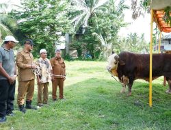 Warga Kampung Sekumur Dapat 2 Ekor Sapi Kurban Dari Presiden Prabowo