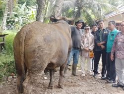 Sapi Kurban Presiden Prabowo untuk Padang Pariaman Capai 960 Kilogram, Disembelih di Masjid Ilham Sungai Geringging