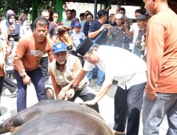 John Kenedy Azis Saksikan Sapi Kurban Presiden Prabowo 960 Kilogram Disembelih di Padang Pariaman, Ribuan Warga Padati Masjid Ilham