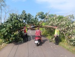 Gerak Cepat, Personel Polsek Donorojo Bersama Warga Evakuasi Pohon Tumbang di Jalur Benteng Portugis