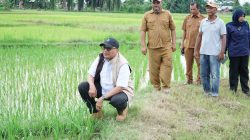 Pemkab Aceh Tamiang Kebut Percepatan Rehabilitasi dan Rekonstruksi Lahan Pertanian