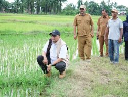 Pemkab Aceh Tamiang Kebut Percepatan Rehabilitasi dan Rekonstruksi Lahan Pertanian