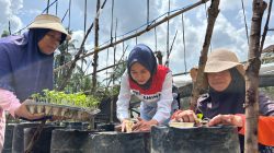 Kisah Chaidir Saleh, Beri “Sentuhan” Manisnya Melon Premium untuk Petani Milenial