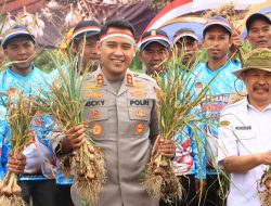 Polres Wonosobo Panen dan Tanam Bawang Putih Serentak, Kawal Ketahanan Pangan Nasional