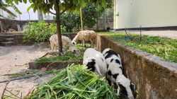 Polsek Dukun Ungkap Kasus Pencurian Kambing, Dua Tersangka Diamankan