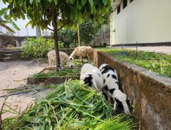 Polsek Dukun Ungkap Kasus Pencurian Kambing, Dua Tersangka Diamankan
