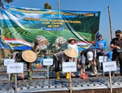 ​Dukung Ketahanan Pangan, Kapolres Temanggung Pimpin Penanaman Bawang Putih Serentak di Kledung