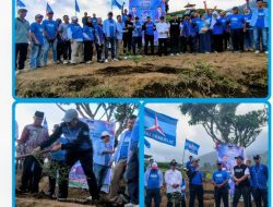 HUT ke-25 Partai Demokrat, DPC Demokrat Tanah Datar Tanam 1.000 Pohon di Puncak Batudindiang