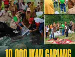 Pokir Daswippetra Dt. Manjinjiang Alam, 10.000 Bibit Ikan Gariang Dilepas di Batang Aie Kasiek