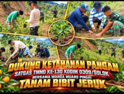 Wujudkan Ketahanan Pangan Berkelanjutan, TNI dan Warga Muaro Pingai Kompak Tanam Bibit Jeruk Bantuan Dinas Pertanian
